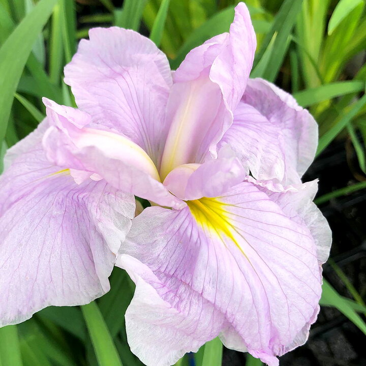 楽天市場 ビオトープ 水辺植物 花菖蒲 淡雪桜 アワユキザクラ 肥後系薄桃白六英花 １ポット Charm 楽天市場店