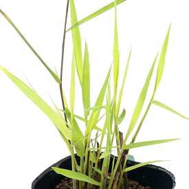 （ビオトープ）水辺植物　オウゴンアシ（黄金葦）1ポット　湿生植物【HLS_DU】