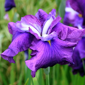 irIg[vjA@ԏҊ@ViVTLVLujɐnOpԁi1|bgj