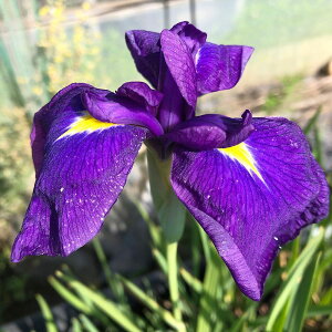 irIg[vjA@ԏҊ@RiRSEUj@]ˌnZ֎Opԁi1|bgjixԁj