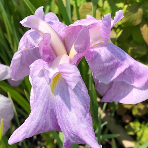 irIg[vjA@ԏҊ@ẨԁicmnijɐngnqOpԁi1|bgjixԁj