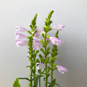 iϗtAjnigmIitB\XeMA@o[WjAij@3i1|bgjixԁj