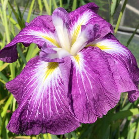 （ビオトープ）水辺植物　花菖蒲　旭鏡（アサヒカガミ）肥後系濃紅底白ボカシ六英花（1ポット）【HLS_DU】