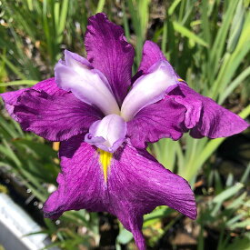 （ビオトープ）水辺植物　花菖蒲　玉手箱（タマテバコ）江戸系紅紫外弁白耳弁三英花（1ポット）【HLS_DU】