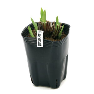 irIg[vjA@ԏҊ@đҕPiic}`qjɐnFOp։ԁi1|bgjixԁj