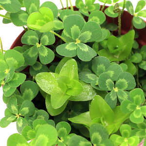 irIg[vjA@_J̔ɂ鐅A@`JƃEH[^[oRp̊񂹐Ai1|bgjioRp}ājixԁj