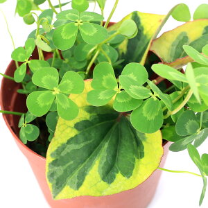 irIg[vjA@_J̔ɂ鐅A@`JƌܐFhN_~̊񂹐Ai1|bgjihN_~}ājixԁj