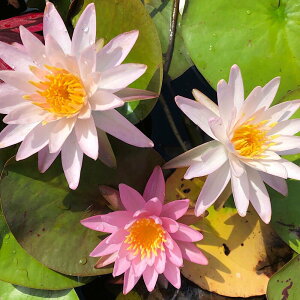 �i�r�I�g�[�v�j���@�@���ѐ����@�i�X�C�����j�i���j���[�Y�A���C�n�C�u���b�h�@Rose�@arey�@hybrid�i1�|�b�g�j