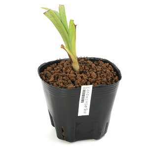 iR쑐jTLcNT@ԁ@3i1|bgjixԁj