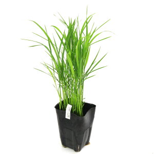 irIg[vjA@Ă̕c@A~[Xā@~L[NC[@Ϗܗp@3i1|bgjixԁj