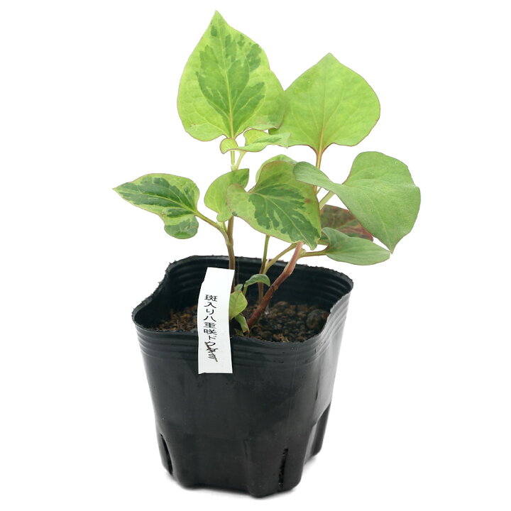 楽天市場 ビオトープ 水辺植物 斑入り八重咲きドクダミ １ポット 湿性植物 休眠株 Charm 楽天市場店