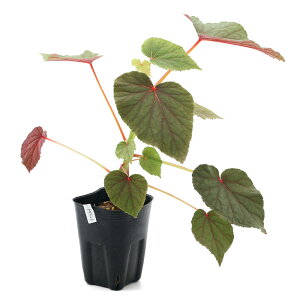 iR쑐jhEoVEJChEitHCj@3i1|bgjixԁj