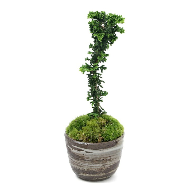 510円 予約販売品 山野草 苔盆栽 ナナカマド 穴有益子焼植木鉢 炭化 510円 予約販売品 山野草 苔盆栽 ナナカマド 穴有益子焼植木鉢 炭化