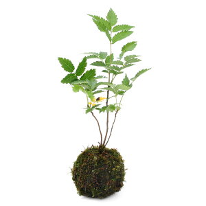 i~́jۋʁ@iiJ}hi}ji1jϗtA@RPʁixԁj