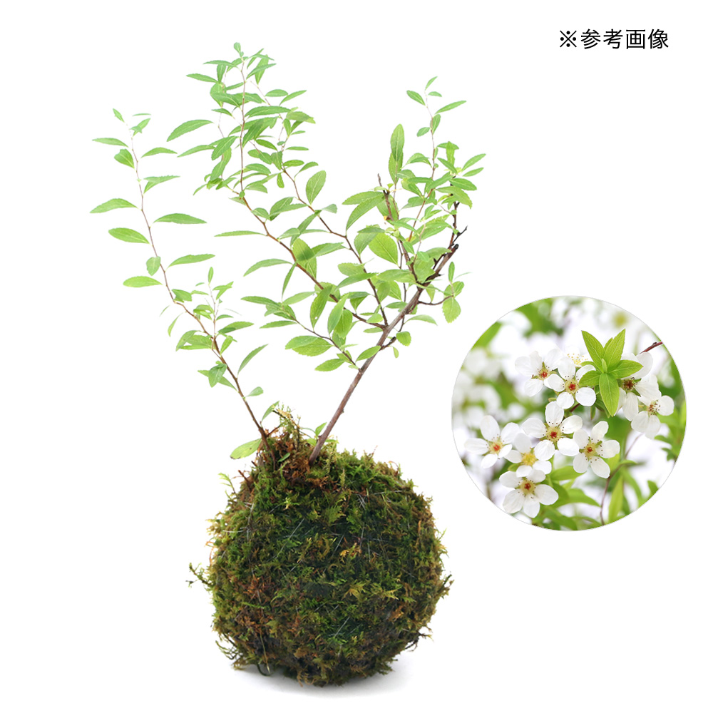 盆栽 苔玉 ユキヤナギ 雪柳 １個 コケ玉 観葉植物 オーバーのアイテム取扱