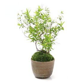 （山野草）苔盆栽　ユキヤナギ　穴有益子焼植木鉢（還元）（1鉢）【HLS_DU】
