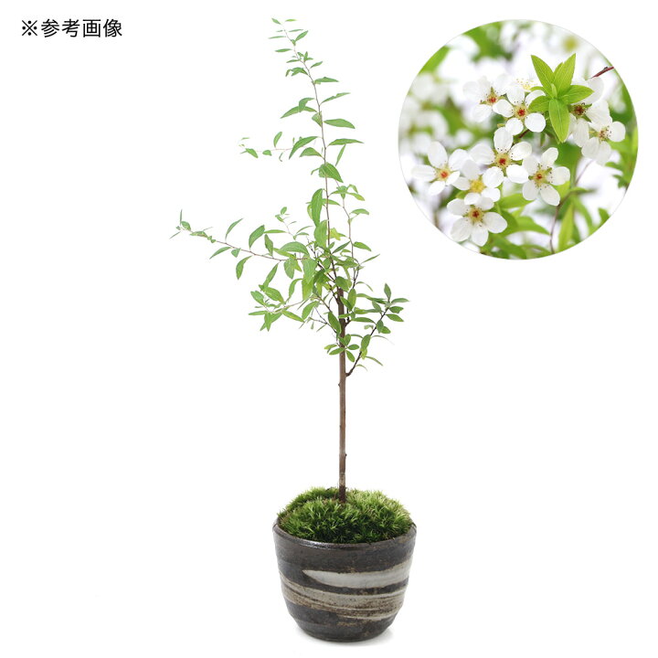 510円 予約販売品 山野草 苔盆栽 ナナカマド 穴有益子焼植木鉢 炭化 510円 予約販売品 山野草 苔盆栽 ナナカマド 穴有益子焼植木鉢 炭化