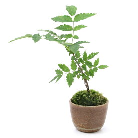 （山野草）苔盆栽　ナナカマド　穴有益子焼植木鉢（還元）（1鉢）【HLS_DU】