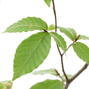 植木 盆栽 ブナの人気商品 通販 価格比較 価格 Com