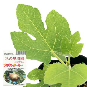 イチジク 苗の人気商品 通販 価格比較 価格 Com イチジク 苗の人気商品 通販 価格比較 価格 Com