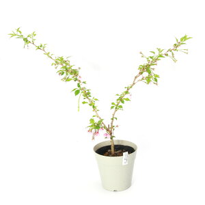 iR쑐j~́@TNijΏ̕iRWEm}Cj_xm@30`50cmx@4i1|bgjixԁj