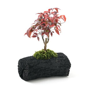 iR쑐jۖ~́@YA@i킨܂ie@LTCYi1jixԁj