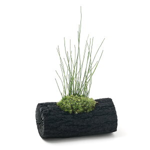 (山野草)苔盆栽 炭鉢植え ヒメトクサ Lサイズ(1鉢)