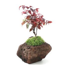 （盆栽）苔盆栽　品種おまかせナンテン　溶岩石鉢植え（1鉢）【HLS_DU】