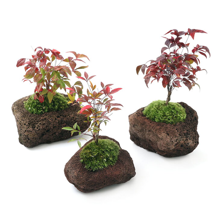 525円 15周年記念イベントが 盆栽 苔盆栽 品種おまかせさくら 桜 溶岩石 525円 15周年記念イベントが 盆栽 苔盆栽 品種おまかせさくら 桜 溶岩石