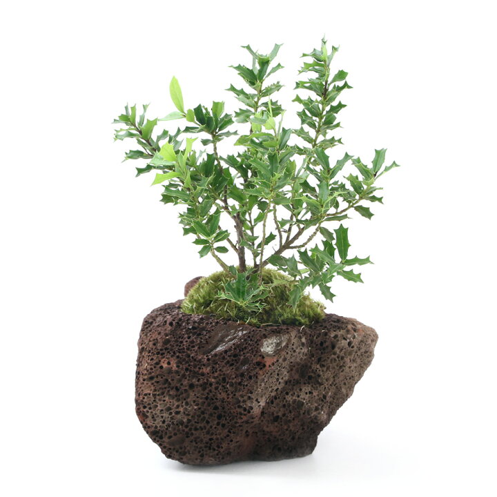 楽天市場 盆栽 苔盆栽 ヒメヒイラギ 姫柊 溶岩石鉢植え １鉢 Charm 楽天市場店