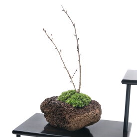 （盆栽）苔盆栽　品種おまかせさくら（桜）　溶岩石鉢植え（1鉢）【HLS_DU】