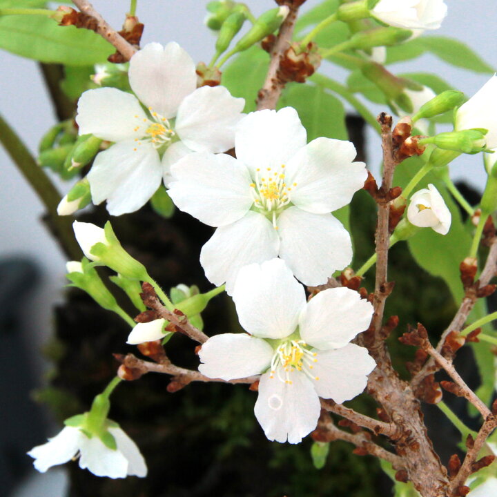 楽天市場 山野草 盆栽 サクラ 桜 八房富士桜 ヤツブサフジザクラ ３号 １ポット Charm 楽天市場店