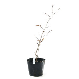 植木 盆栽 ブナの人気商品 通販 価格比較 価格 Com 植木 盆栽 ブナの人気商品 通販 価格比較 価格 Com