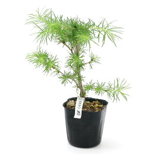 (山野草)盆栽 カラマツ(唐松)2.5〜3号(1ポット)