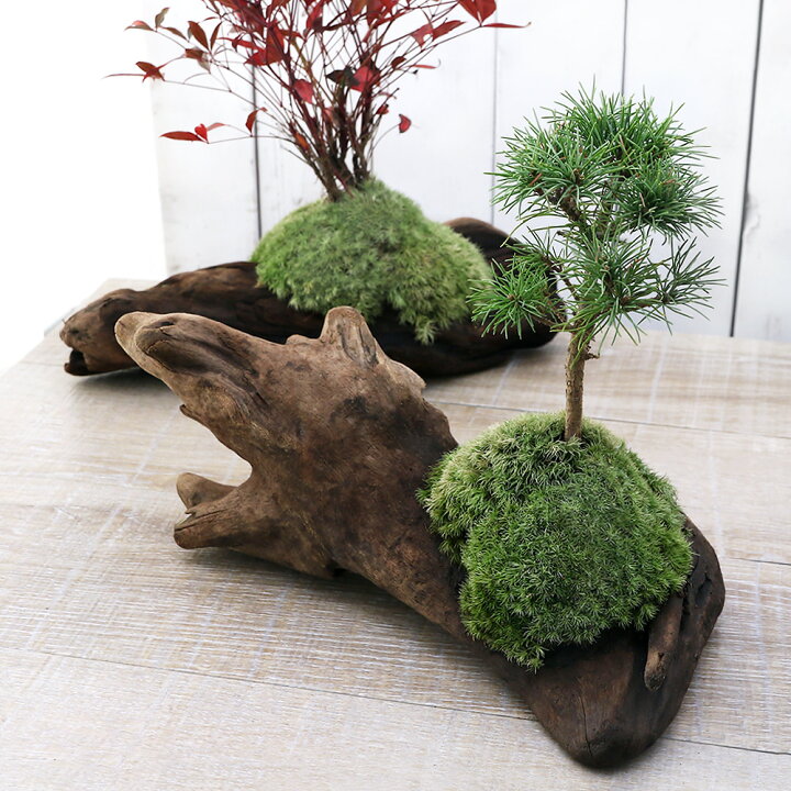 楽天市場 山野草 苔盆栽 流木盆栽おまかせ山野草植え １鉢 Hls Du Charm 楽天市場店