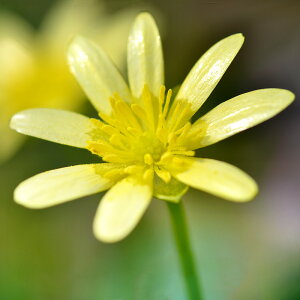 iR쑐jinqELJ@R[q[N[@2D5i1|bgjixԁj