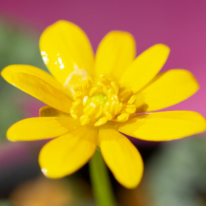 楽天市場 山野草 品種系ヒメリュウキンカ カッパーノブ ２ ５号 １ポット 休眠株 Charm 楽天市場店