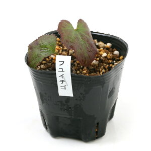 iR쑐j~́@iiJ}hi}j30`50cmx@3D5`4i1|bgjixԁj