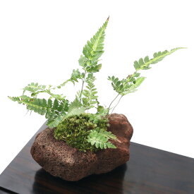 楽天市場 柊 苗 盆栽 花 観葉植物 花 ガーデン Diyの通販