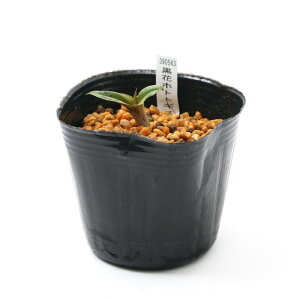 iR쑐jzggMXimCj@NoizggMXiԓmCj@3i1|bgjixԁj