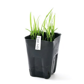 （ビオトープ）水辺植物　お米の苗　ひとめぼれ（1ポット）観賞用稲　自由研究【HLS_DU】