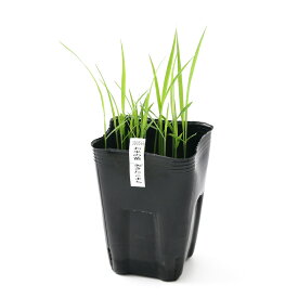 （ビオトープ）水辺植物　お米の苗　あきたこまち　3号（1ポット）観賞用稲　自由研究【HLS_DU】