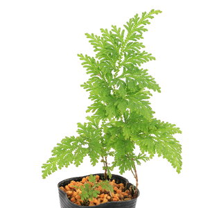 iR쑐jJ^qo@CkJ^qoirj@3i1|bgjΐN