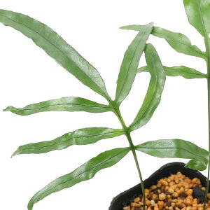 iR쑐jV_irjCqgfilj3i1|bgjΐN