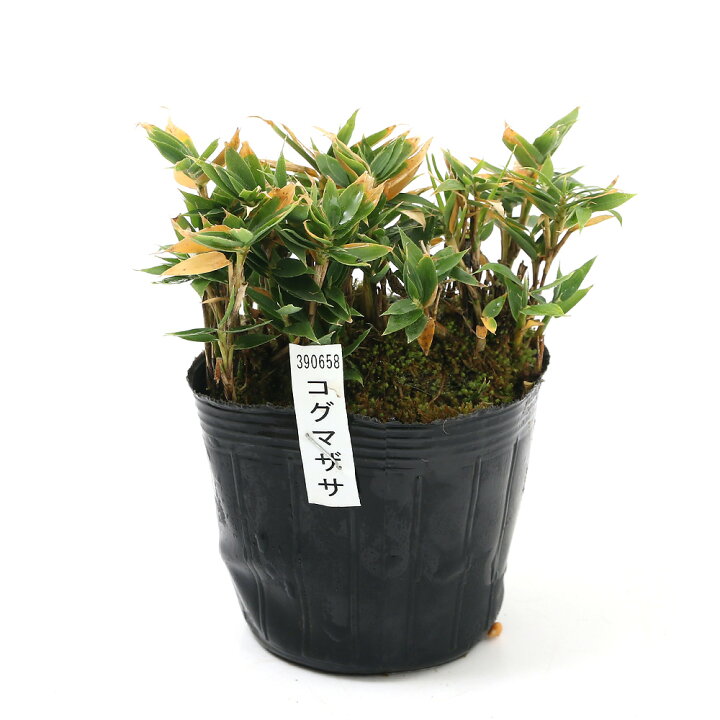 楽天市場 山野草 コグマザサ 小熊笹 ３号 １ポット Charm 楽天市場店