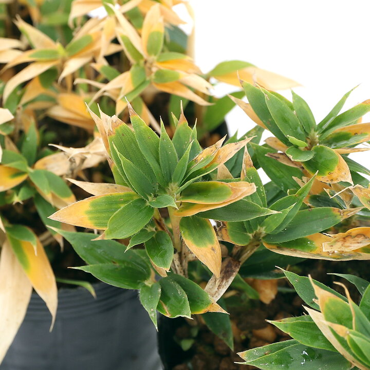 楽天市場 山野草 コグマザサ 小熊笹 ３号 １ポット Charm 楽天市場店