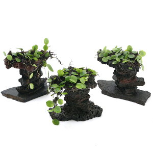 iϗtAjă}d^t{P[m^[i1j