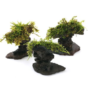 ieEjĂ܂ەt{P[m^[i1j