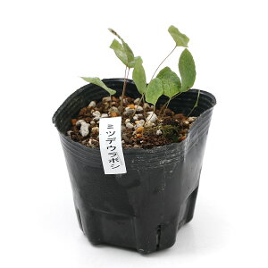 iR쑐jV_irj~cfE{ViOc藠j3i1|bgjΐN@A