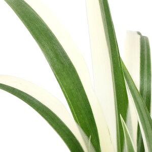 iR쑐jVKiˊj@3i1|bgjixԁj